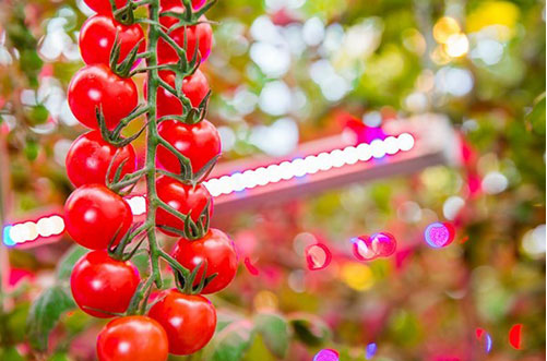 【新闻】飞利浦照明助力法国番茄种植